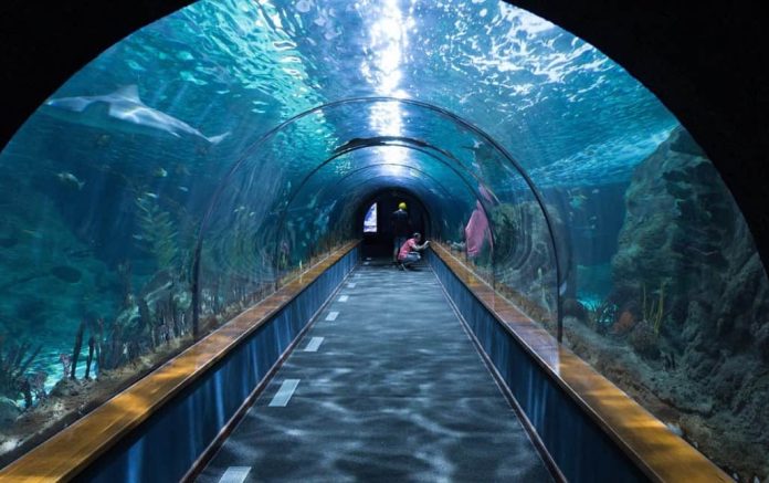akwarium w oceanarium